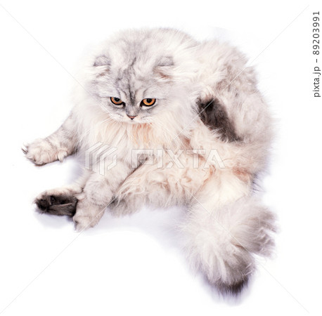 beautiful fluffy scottish cat silver chinchilla sitting, isolated image 89203991