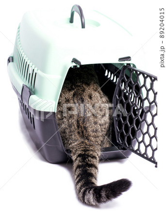 isolated image, a tiger cat enters a cat carrier 89204015