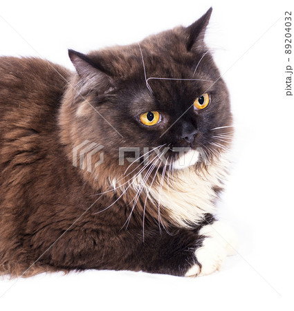beautiful portrait of a close-up face of a long-haired Highland brown Scottish cat lying on a white background beautiful portrait of a close-up face of a long-haired Highland brown Scottish cat lying on a white background 89204032