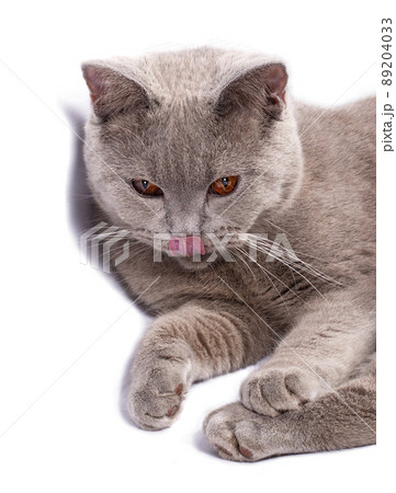beautiful Scottish cat shows tongue lying on a white background beautiful Scottish cat shows tongue lying on a white background 89204033