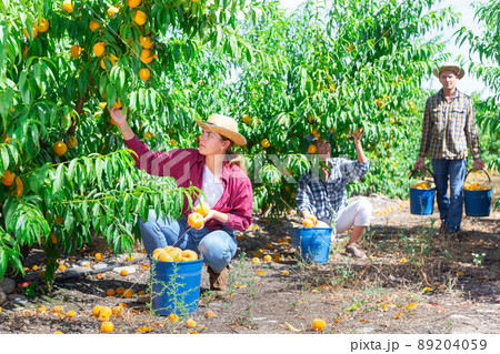 Plantation workers picking peaches Plantation workers picking peaches 89204059