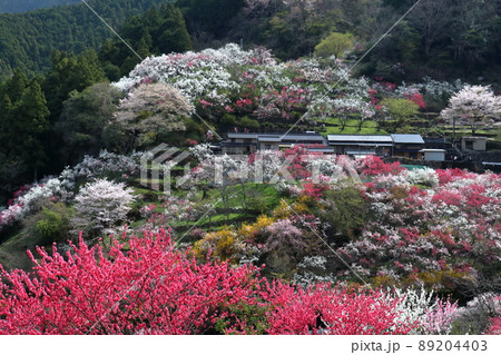 上久喜の花桃　春景　（高知県　仁淀川町） 89204403