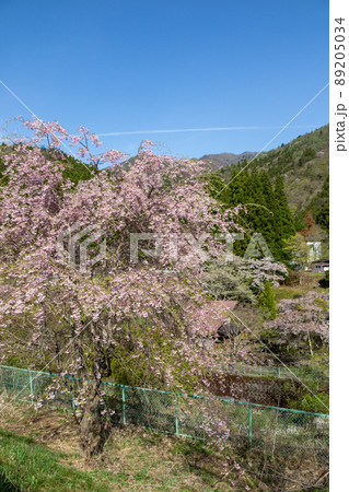 春の四万温泉 新湯大橋付近 春の四万温泉 新湯大橋付近 89205034