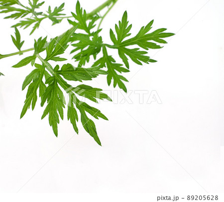 蓬の葉　白バック 89205628