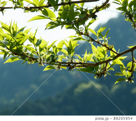 杜仲茶の葉 杜仲茶の葉 89205954