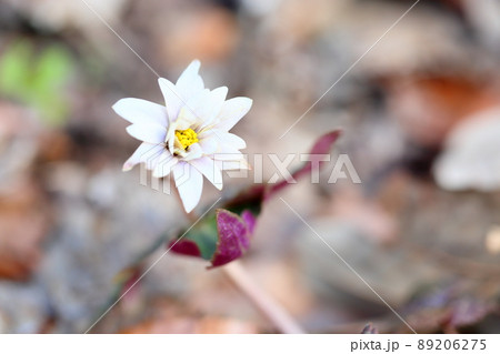 ユキワリイチゲの花 ユキワリイチゲの花 89206275