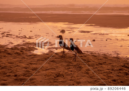 Silhouette of birds and warm light at beach in Florianopolis 89206446
