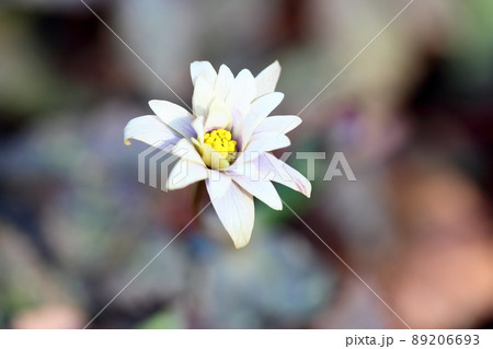 ユキワリイチゲの花 89206693