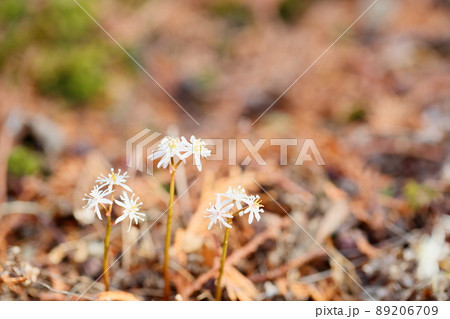 セリバオウレンの花 セリバオウレンの花 89206709