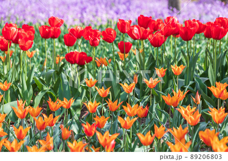 チューリップのある風景 89206803