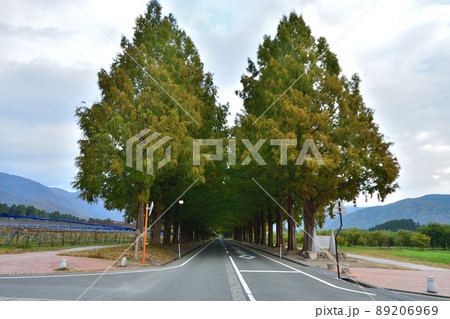 メタセコイア並木 89206969