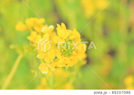 菜の花 菜の花 89207086