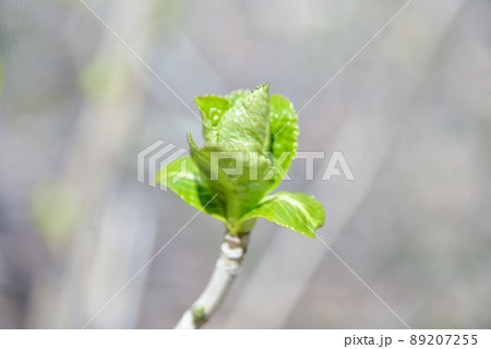 紫陽花の若芽 紫陽花の若芽 89207255