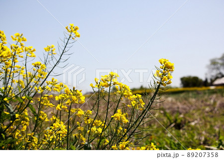 菜の花 89207358