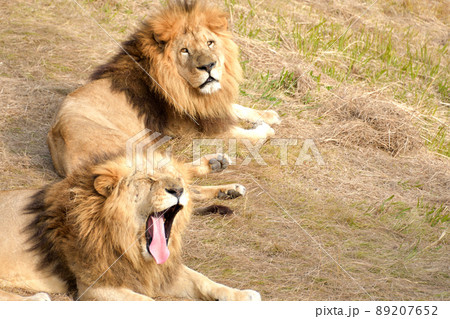 ライオンのあくび 89207652