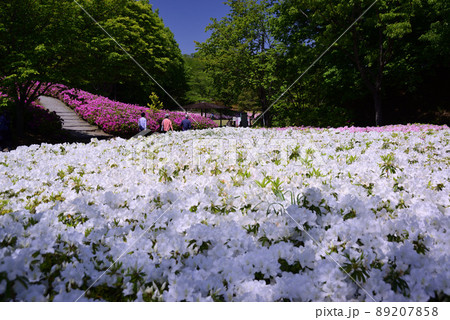 5万2千本のツツジが咲くあつぎつつじの丘公園 89207858