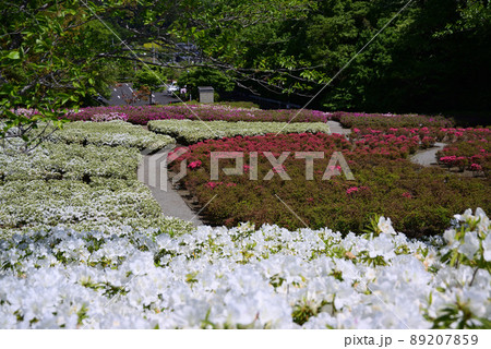 5万2千本のツツジが咲くあつぎつつじの丘公園 89207859