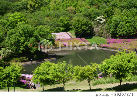 5万2千本のツツジが咲くあつぎつつじの丘公園 5万2千本のツツジが咲くあつぎつつじの丘公園 89207871