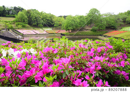 5万2千本のツツジが咲くあつぎつつじの丘公園 5万2千本のツツジが咲くあつぎつつじの丘公園 89207888