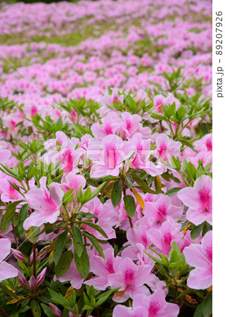 5万2千本のツツジが咲くあつぎつつじの丘公園の写真素材 [89207926