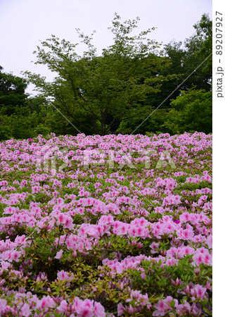 5万2千本のツツジが咲くあつぎつつじの丘公園 5万2千本のツツジが咲くあつぎつつじの丘公園 89207927