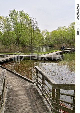 見沼田圃:合併記念見沼公園 木道 見沼原風景 見沼田圃:合併記念見沼公園 木道 見沼原風景 89208298