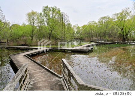 見沼田圃:合併記念見沼公園 木道 見沼原風景 見沼田圃:合併記念見沼公園 木道 見沼原風景 89208300