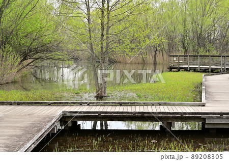 見沼田圃:合併記念見沼公園 木道 見沼原風景 見沼田圃:合併記念見沼公園 木道 見沼原風景 89208305