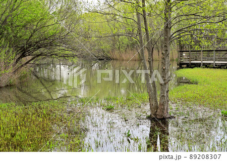 見沼田圃：合併記念見沼公園　見沼原風景 89208307