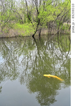 見沼田圃：合併記念見沼公園　見沼原風景 89208310
