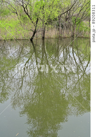 見沼田圃:合併記念見沼公園 見沼原風景 見沼田圃:合併記念見沼公園 見沼原風景 89208311