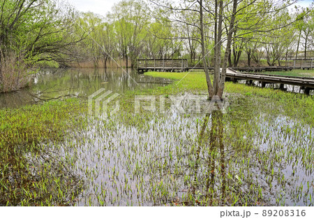 見沼田圃：合併記念見沼公園　木道　見沼原風景 89208316