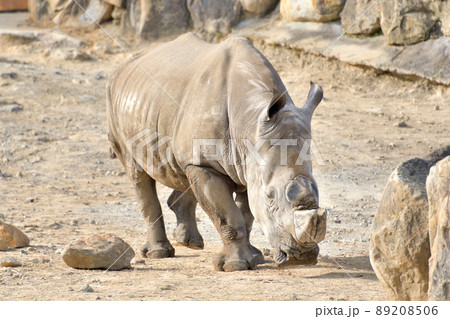 動物園のサイ 動物園のサイ 89208506