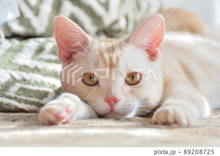 飼い猫の日常 89208725