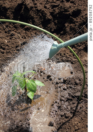ピーマンの苗に水をやる 89208792
