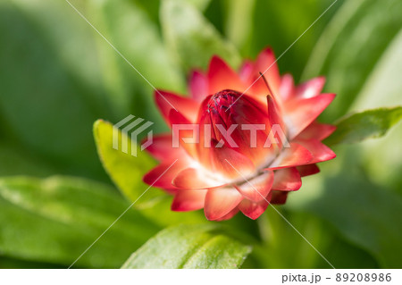 春の花 春の花 89208986