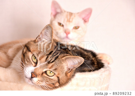 仲良し猫さん 仲良し猫さん 89209232