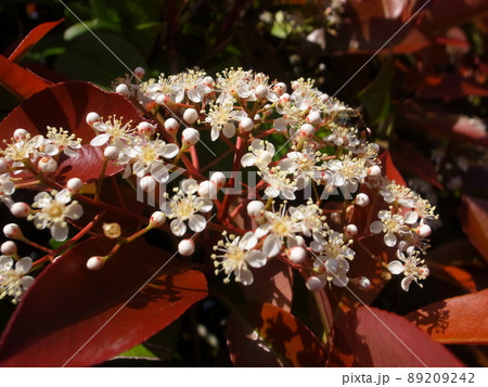 レッドロビンの花の写真素材 9242