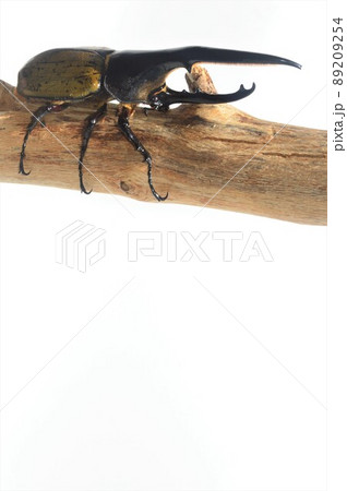 ヘラクレスオオカブトのヘラクレスヘラクレス樹木の上で 白背景 ヘラクレスオオカブトのヘラクレスヘラクレス樹木の上で 白背景 89209254