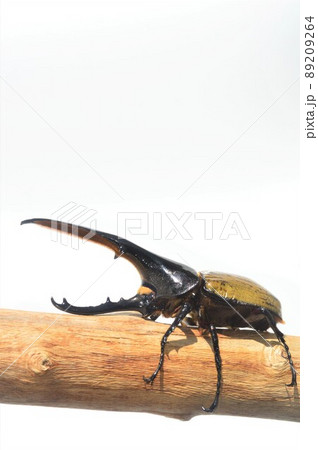 ヘラクレスオオカブトのヘラクレスヘラクレス樹木の上で 白背景 ヘラクレスオオカブトのヘラクレスヘラクレス樹木の上で 白背景 89209264