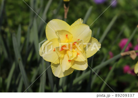 日本の春の庭に咲く黄色い八重咲きスイセンの花(タヒチ) 日本の春の庭に咲く黄色い八重咲きスイセンの花(タヒチ) 89209337