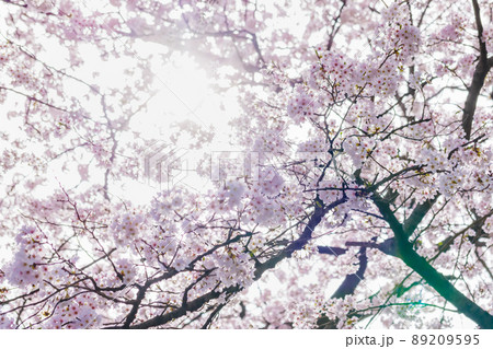 ピンクの花びらが綺麗な満開の桜の花 89209595