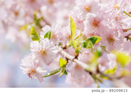 ピンクの花びらが綺麗な満開の桜の花 89209615