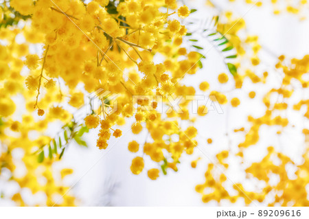 黄色が綺麗な満開のミモザの花 黄色が綺麗な満開のミモザの花 89209616