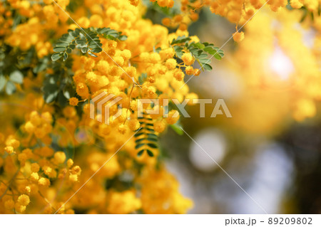 黄色が綺麗な満開のミモザの花 89209802