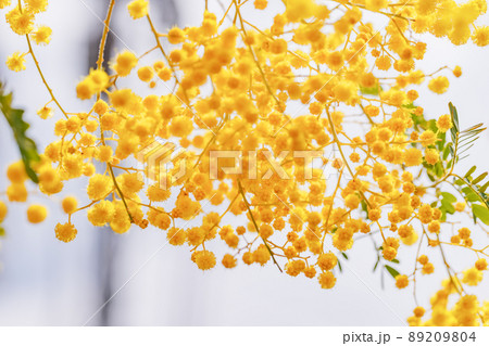 黄色が綺麗な満開のミモザの花 89209804