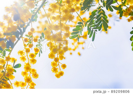 黄色が綺麗な満開のミモザの花 89209806