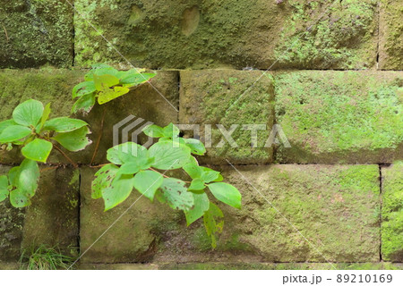 苔の生えたレンガ壁を背景にした植物 苔の生えたレンガ壁を背景にした植物 89210169
