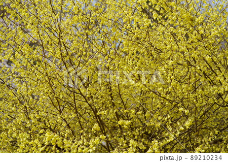 一面のヒュウガミズキ 89210234