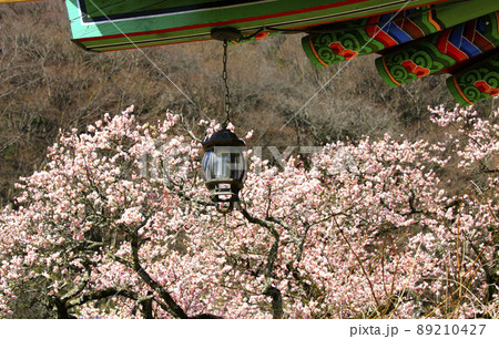 白羊寺 紅梅 梅 89210427